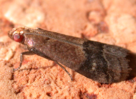 Broad-banded Eulogia